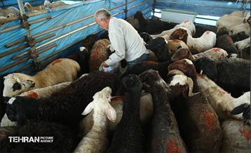 عرضه دام زنده بهداشتی ویژه روز عرفه و عید قربان 11