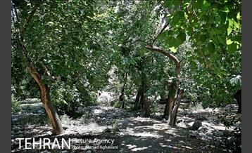 توتستان های طرشت، طعم شیرین طهران قدیم 5