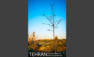 پاییز پل طبیعت 24