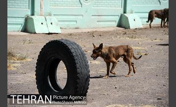 نقاهتگاه سگ های بدون صاحب واقع در آراد کوه 22