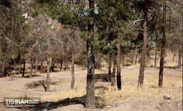 بازدید اصحاب رسانه از روند انجام عملیات احیای چیتگر 59