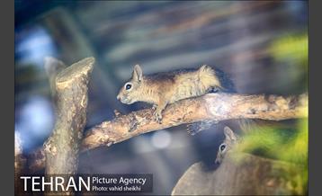 باغ وحش ارم 35