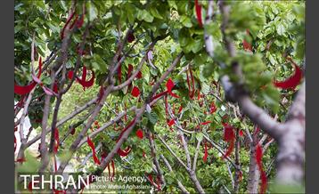 بلوار کشاورز 20