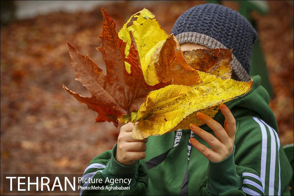 سمفونی برگ های پاییزی 17
