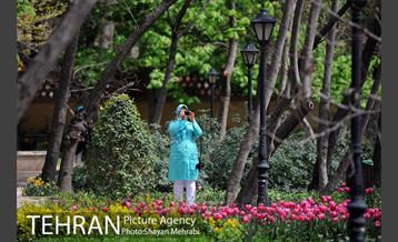 رویش گل های لاله در باغ ایرانی 26