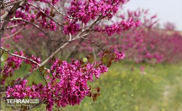 بهار ارغوانی 14