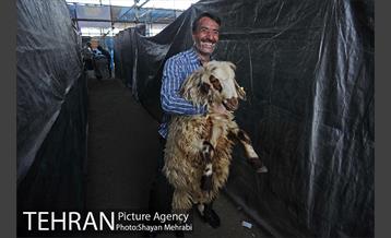 بازدید معاونین شهردار از جایگاه های عرضه دام زنده 18