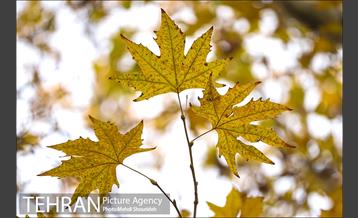 بوستان اندیشه(شهید منفرد نیاکی) 6