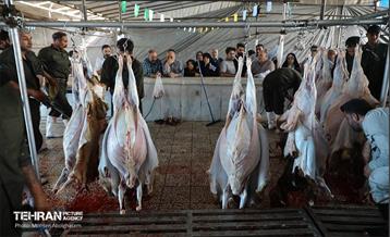 بازدید از مرکز عرضه بهداشتی دام ویژه عید قربان 22