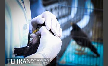 آزادسازی پرندگان و جمع آوری زباله در پارک جنگلی خجیر 5