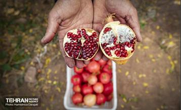 یـاقوت سرخ  26