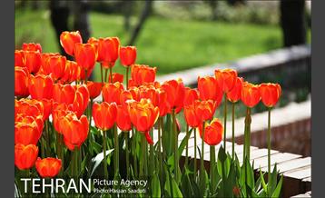 لاله های باغ راه فدک  5