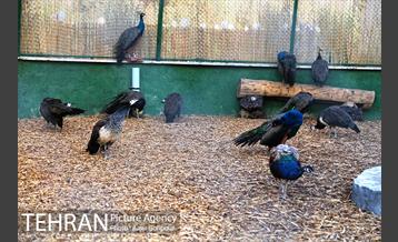 باغ راز هستی 41