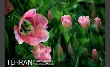 پیاده راه لاله مادران 14