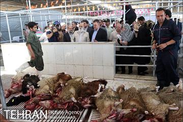 بازدید رییس شورای اسلامی شهر تهران و مدیر عامل سازمان میادین شهرداری تهران از مراکز عرضه بهداشتی دام 7