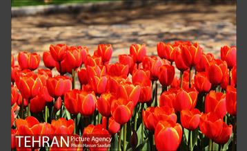 لاله های باغ راه فدک  13