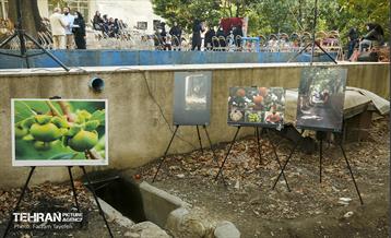 چهارمین جشنواره خرمالوی کن 7