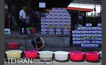 بازار میوه تربار مرکزی 28