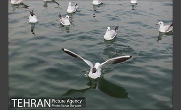 دریاچه شهدای خلیج فارس 3