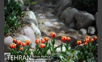 رویش گل های لاله در باغ ایرانی 15