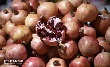 یازدهمین جشنواره صد دانه یاقوت 5