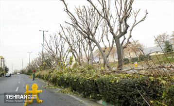 هرس درختان در منطقه 5