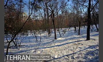 فصل زمستان در بوستان ملت 53