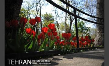 رویش گل های لاله در باغ ایرانی 12
