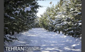 طبیعت برفی تلو 25