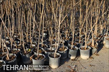 کاشت 2200 اصله نهال در بوستان جنگلی چیتگر 5