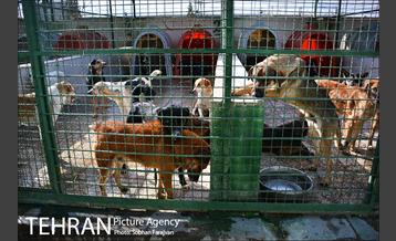 مرکز نگهداری سگ های بدون صاحب  18