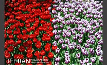 پیاده راه لاله مادران 3