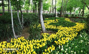 لاله‌ها میهمان باغ ایرانی 50