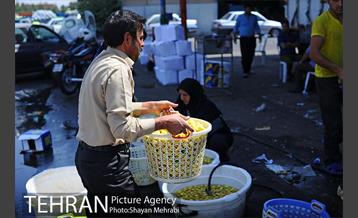 بازار میوه تربار مرکزی 30