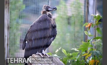 باغ پرندگان تهران 43