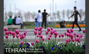 رویش گل های لاله در میدان آزادی 17
