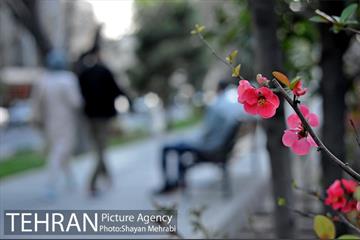 شکوفه های بهاری در پایتخت 14