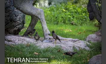 تنفس طبیعت زیبای منطقه ۷ در روزهای حضور کمرنگ شهروندان 16