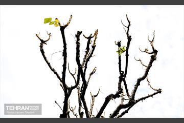 هرس درختان در منطقه 5