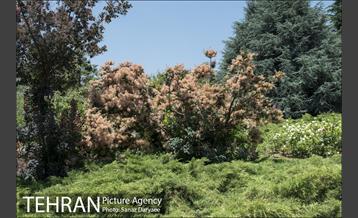 موزه طبیعت و حیات وحش ایران دارآباد‎ 26