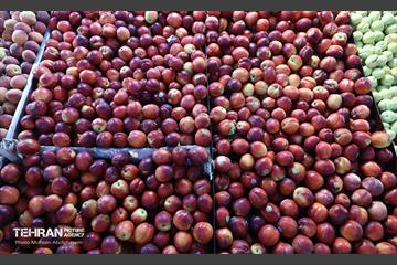 خدمات رسانی بازارهای میوه و تره‌بار 21