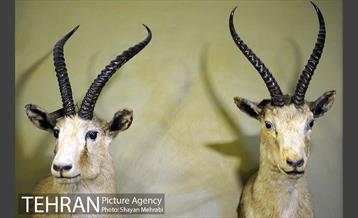 موزه حیات وحش پردیسان 33