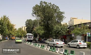 رفیوژ های همیشه سبز 22