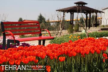 باغ گل لاله های ایرانی در بوستان آبشار تهران‎ 5