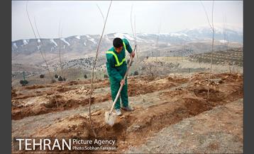 کاشت ۱۰۰ هزار اصله نهال در پارک جنگلی تلو 8