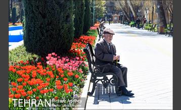 رویش لاله ها در پارک شهر 4