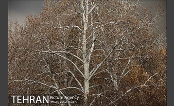 پارک ملت در یک روز زمستانی 6