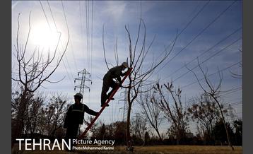 آغاز فصل هرس درختان- 3