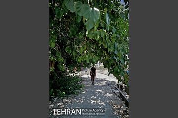 توتستان های طرشت، طعم شیرین طهران قدیم 9