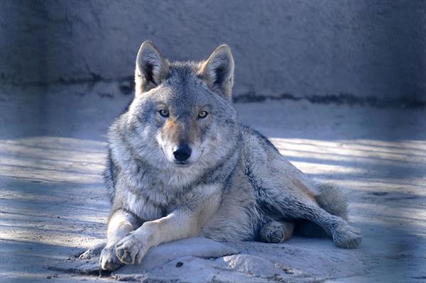 پارک پردیسان 8